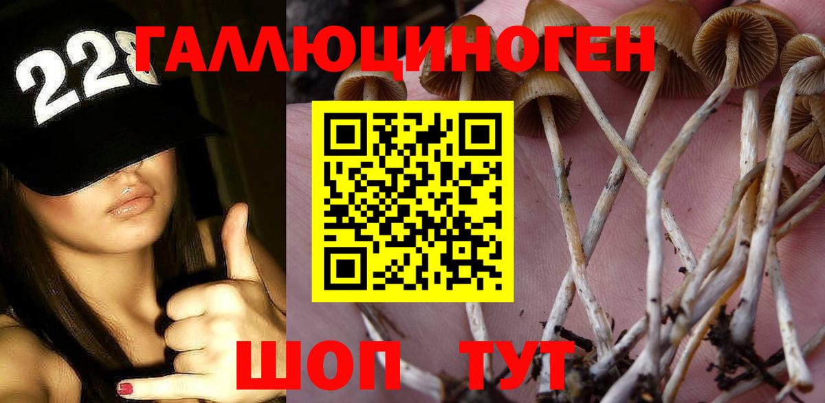Псилоцибиновые грибы Psilocybine cubensis Ачинск